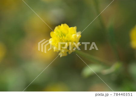 コメツブツメクサの黄色花アップ【緑背景】 78440351