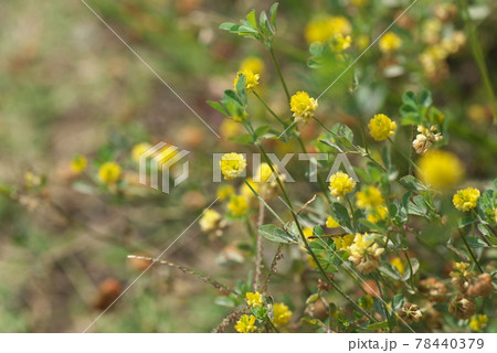 コメツブツメクサの黄色花群生【緑背景】 コメツブツメクサの黄色花群生【緑背景】 78440379