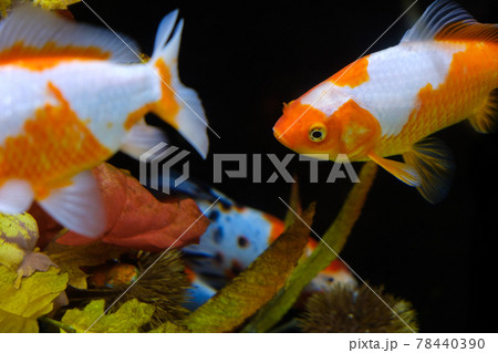水槽の金魚 大和郡山 水槽の金魚 大和郡山 78440390