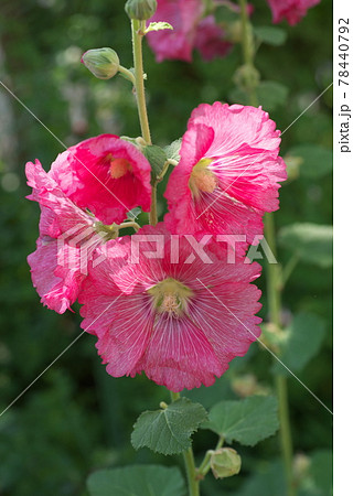 タチアオイの赤花【緑背景】 タチアオイの赤花【緑背景】 78440792