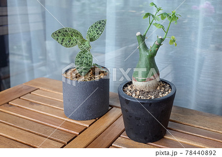 マコデス・ペトラと、幻蝶カズラ マコデス・ペトラと、幻蝶カズラ 78440892