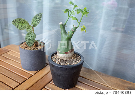 マコデス・ペトラと、幻蝶カズラ 78440893