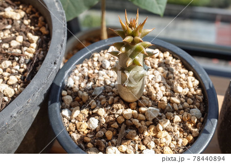 休眠中のバロニー 78440894