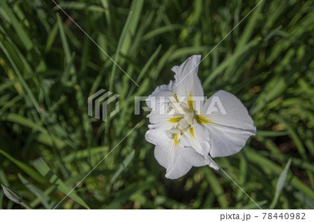 正覚寺の白い菖蒲 78440982