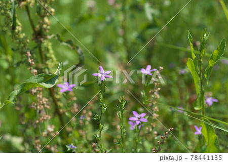 ヒナキキョウソウ【緑背景】 78441135