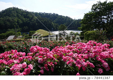 満開のバラ　薔薇　ばら　東沢バラ公園 78441387