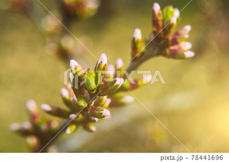 The first buds on a fruit tree The first buds on a fruit tree 78441696