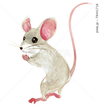 子年のネズミの水彩画のイラスト素材 [78441716] - PIXTA