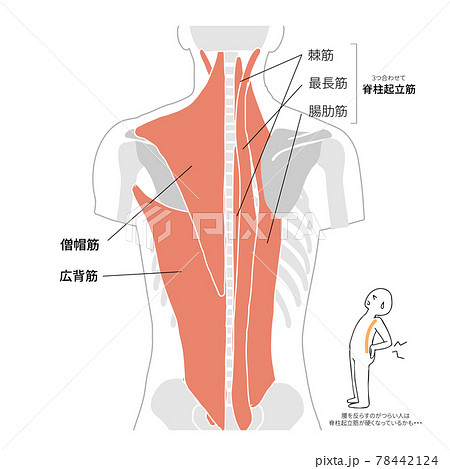 背中 肩の筋肉と骨のイラストと名称のイラスト素材