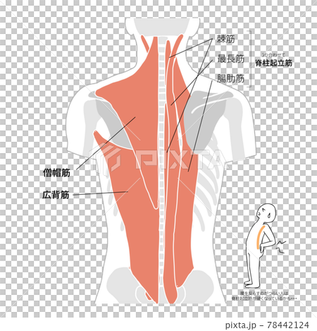 背中 肩の筋肉と骨のイラストと名称のイラスト素材