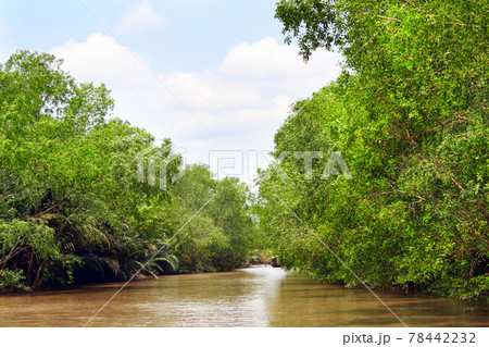 Mangrove trees and palm leaves in delta of Mekong river, Vietnam Mangrove trees and palm leaves in delta of Mekong river, Vietnam 78442232