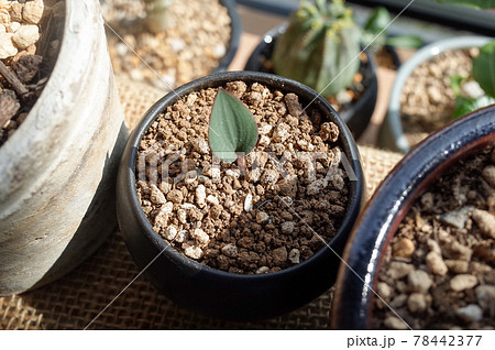 エリオスペルマム・クーペリ エリオスペルマム・クーペリ 78442377