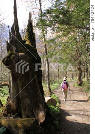 新緑の登山道(後ろ姿の女性) 撮影場所:明神から徳沢(長野県、上高地) 新緑の登山道(後ろ姿の女性) 撮影場所:明神から徳沢(長野県、上高地) 78442424
