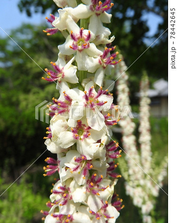 ヨーロッパ、北アフリカ等原産の帰化植物「シロバナモウズイカ」の花 ヨーロッパ、北アフリカ等原産の帰化植物「シロバナモウズイカ」の花 78442645