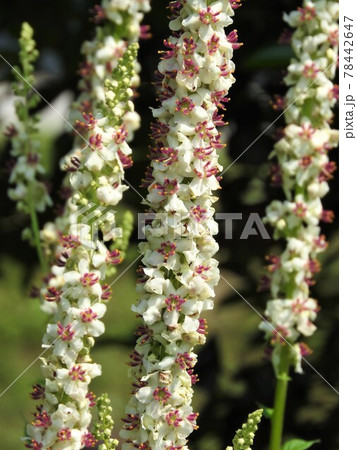 ヨーロッパ、北アフリカ等原産の帰化植物「シロバナモウズイカ」の花 ヨーロッパ、北アフリカ等原産の帰化植物「シロバナモウズイカ」の花 78442647
