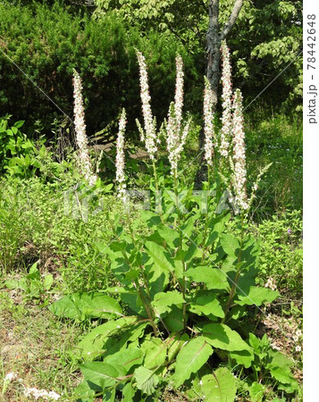 ヨーロッパ、北アフリカ等原産の帰化植物「シロバナモウズイカ」の花 78442648