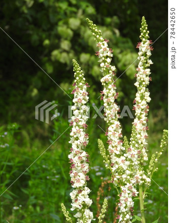 ヨーロッパ、北アフリカ等原産の帰化植物「シロバナモウズイカ」の花 78442650