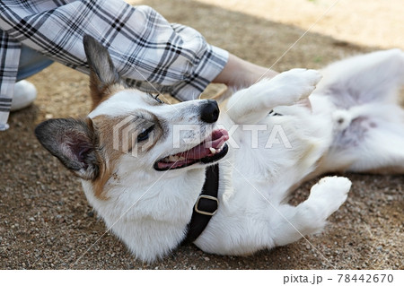 本 犬 動物 78442670