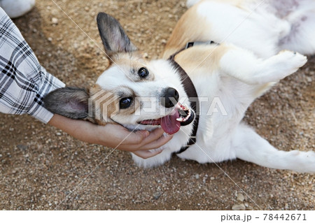 本 犬 動物 78442671