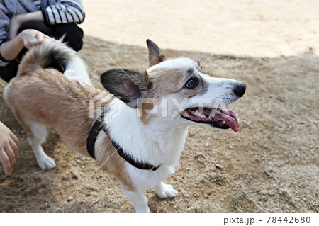 本 犬 動物 78442680