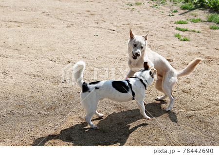 本 犬 動物 78442690