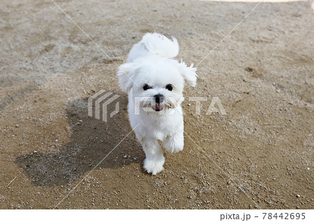 本 犬 動物 78442695