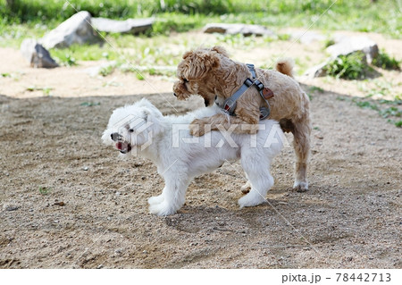 本 犬 動物 78442713