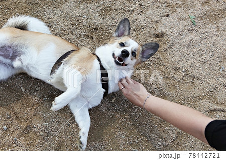本 犬 動物 78442721
