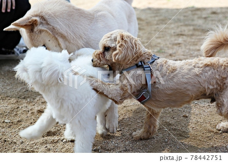 本 犬 動物 78442751