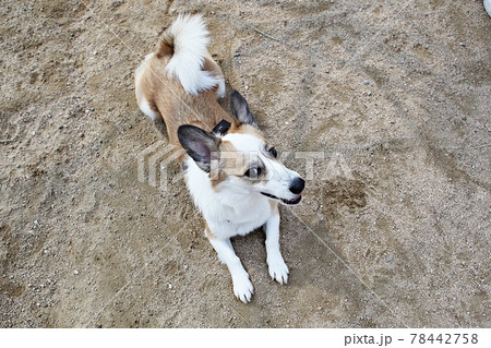本 犬 動物 78442758