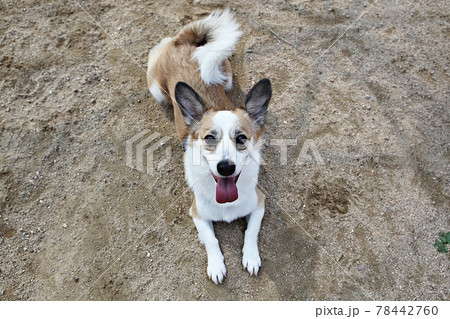 本 犬 動物 78442760