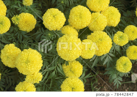 Marigolds (Tagetes erecta, Mexican marigold, Aztec marigold, African marigold) Marigolds (Tagetes erecta, Mexican marigold, Aztec marigold, African marigold) 78442847