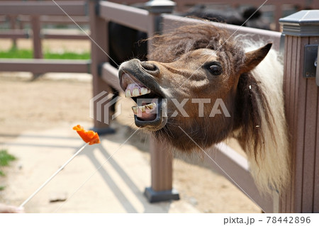 言葉 乗馬 動物 78442896
