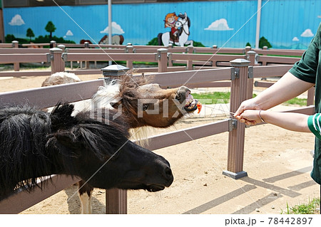 言葉 乗馬 動物 78442897