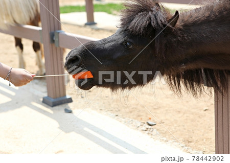 言葉 乗馬 動物 78442902