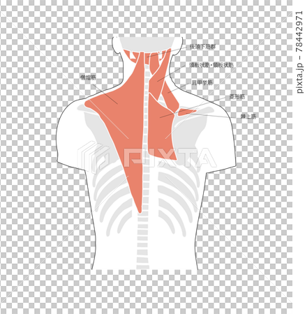 Illustration of back / shoulder muscles and bones 78442971