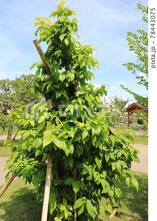 葉におおわれた蝋梅 ロウバイ の木の写真素材