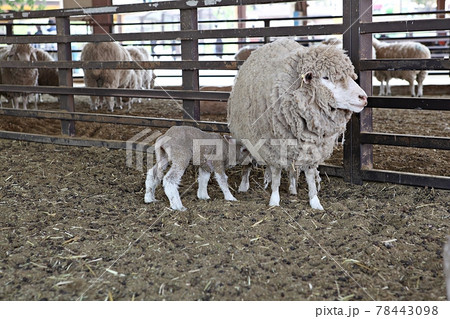 牧場 動物 両 78443098