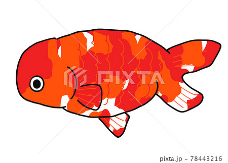ランチュウの金魚のイラスト 78443216