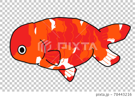 ランチュウの金魚のイラスト 78443216
