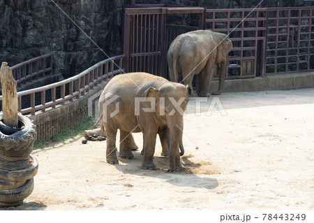 象 動物 哺乳類 78443249