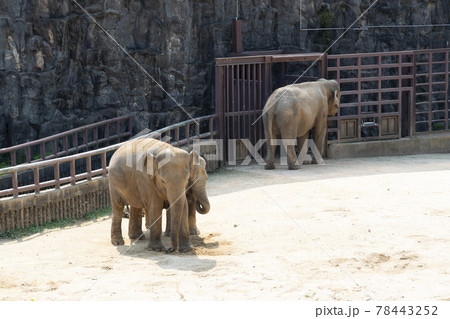 象 動物 自然 78443252