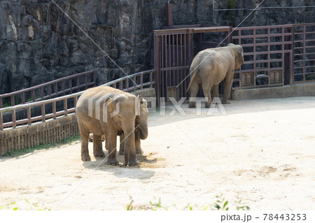 象 動物 自然 78443253