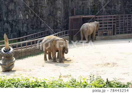 象 動物 自然 78443254