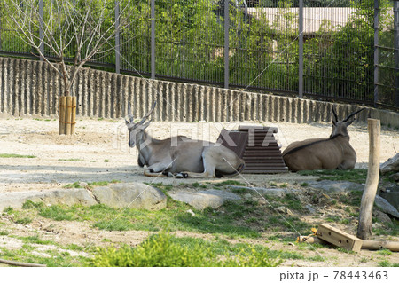 動物 木 自然 78443463