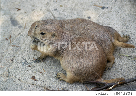 夏 動物 木 78443802