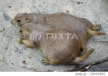 動物 木 自然 78443805