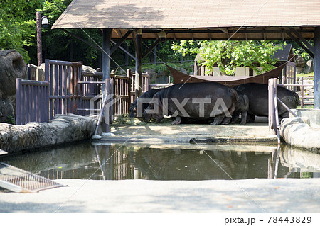 動物 木 カバ 78443829