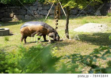 動物 木 カバ 78443844