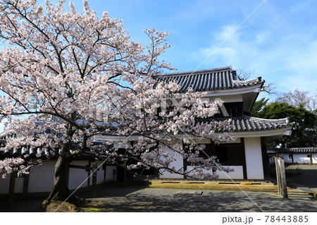 国宝松江城 青空と桜 国宝松江城 青空と桜 78443885